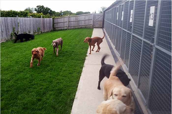 Difference Between Breeding and Boarding Kennels