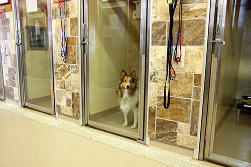 What Are Dog Boarding?